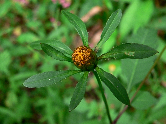{Bidens frondosa}